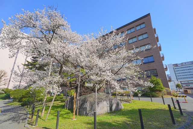 石割桜の画像