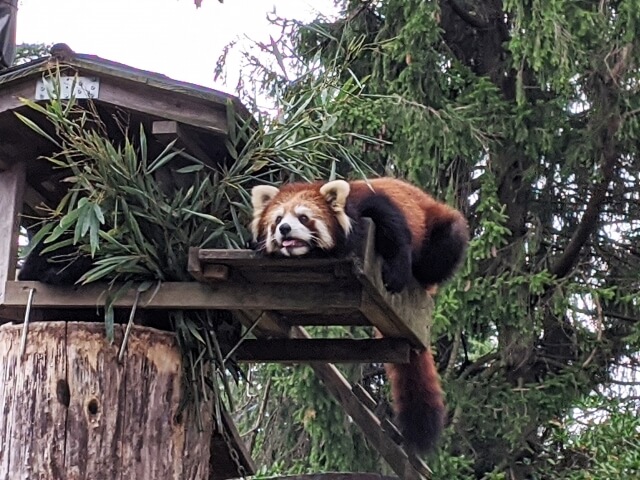 八木山動物公園の画像