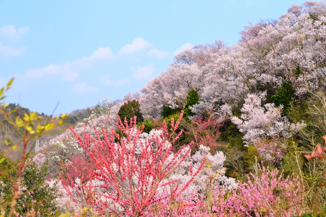 花見山公園の画像