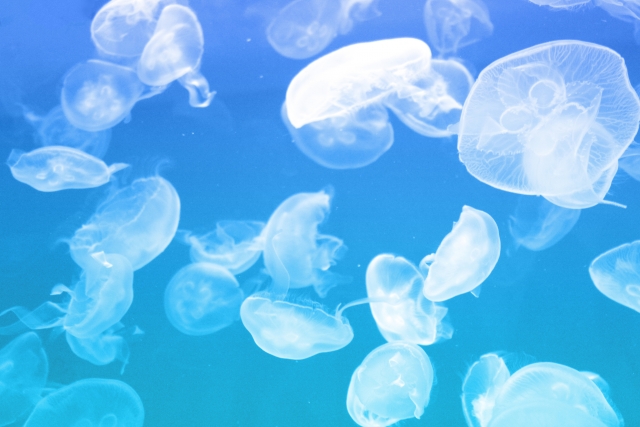 アクアワールド茨城県大洗水族館の画像