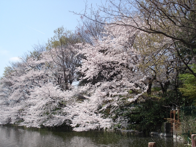 大宮公園の画像