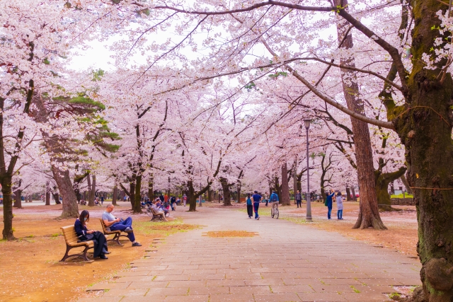 大宮公園の画像