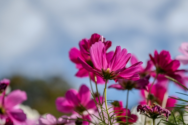 川口市立グリーンセンターの画像