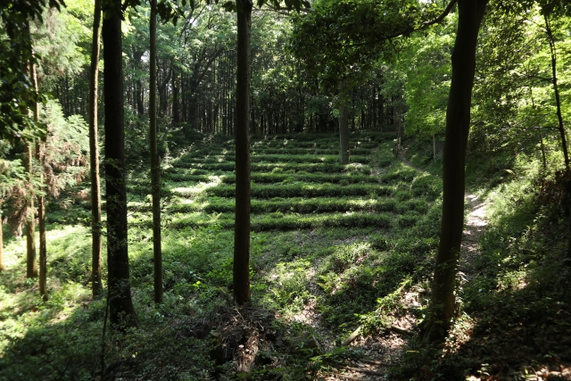 八国山緑地の画像