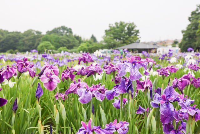 北山公園の画像