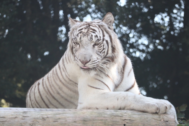 【東武動物公園周辺のおすすめ駐車場】混雑状況や公式情報と観光スポット
