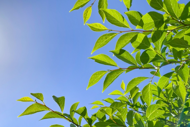 千葉神社の画像
