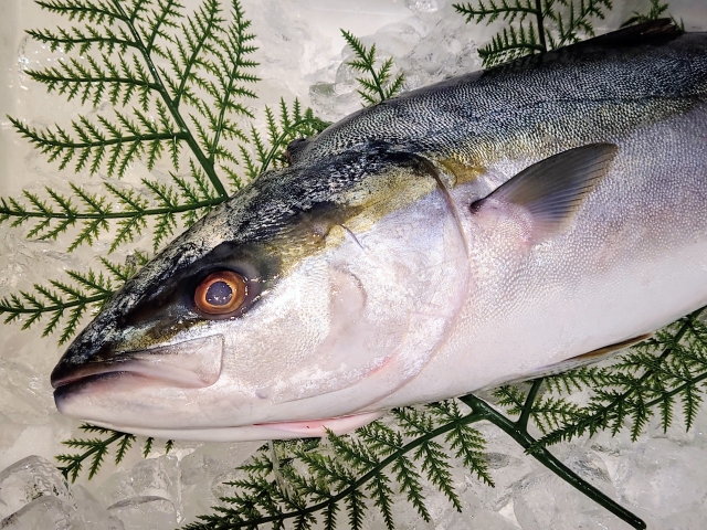 船橋市地方卸売市場の画像