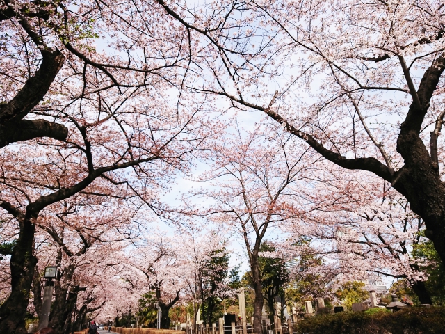 青山霊園の画像