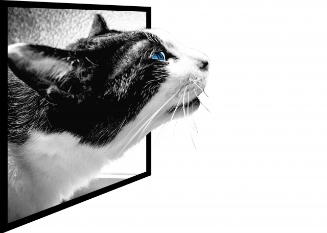 東京トリックアート迷宮館の画像