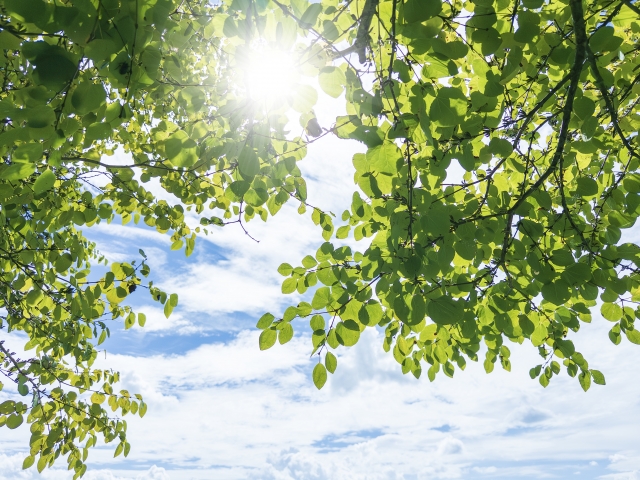 明治神宮の画像