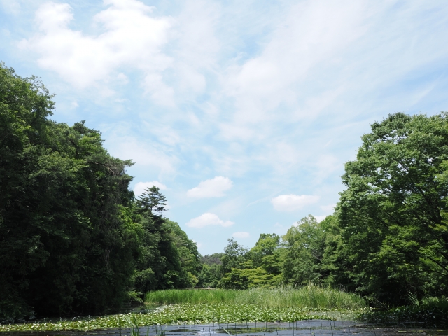 石神井公園の特徴