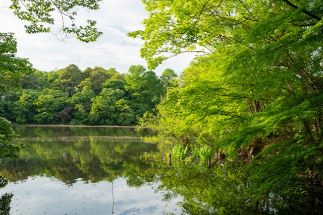 石神井池・三宝寺池の画像