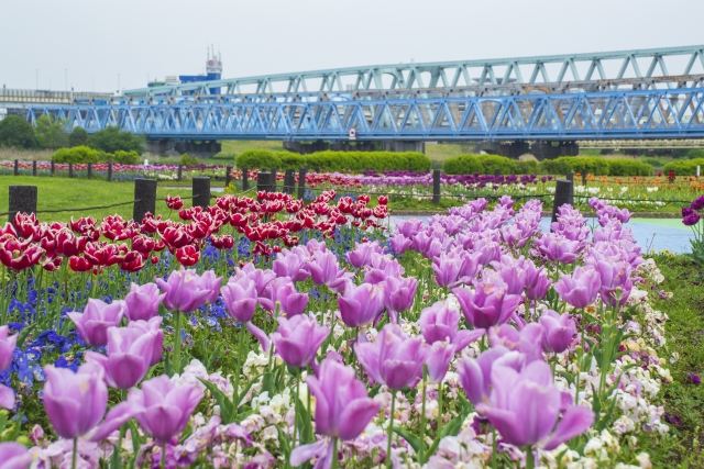 荒川土手の画像