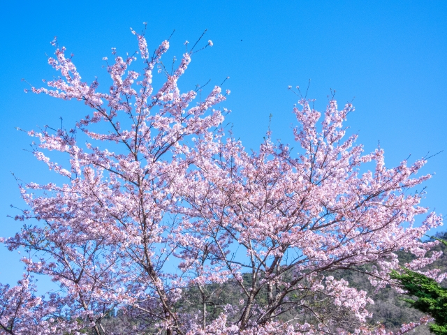 多摩森林科学園の画像