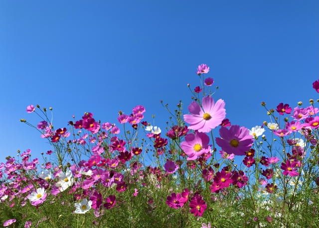 昭和記念公園の特徴