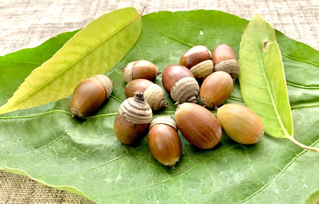 三鷹の森ジブリ美術館の画像