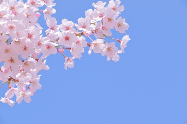 つくし野セントラルパークの画像