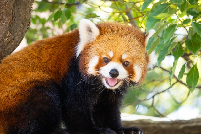 野毛山動物園の画像
