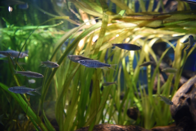 カワスイ 川崎水族館の画像