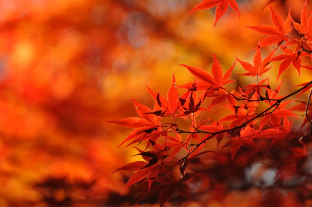 鎌倉大仏殿高徳院の画像