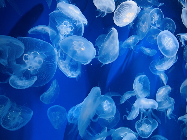 新江ノ島水族館の画像