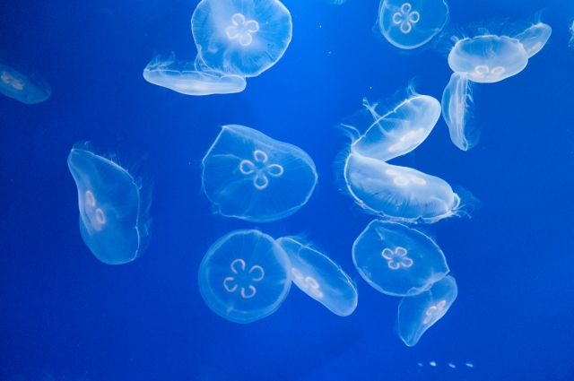 新江ノ島水族館の画像