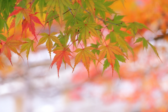 小田原文学館の画像