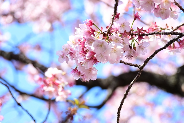 熱海梅園の画像