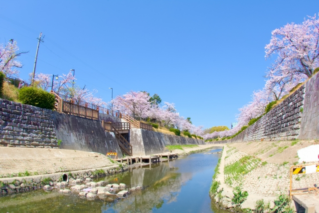 山崎川四季の道の画像