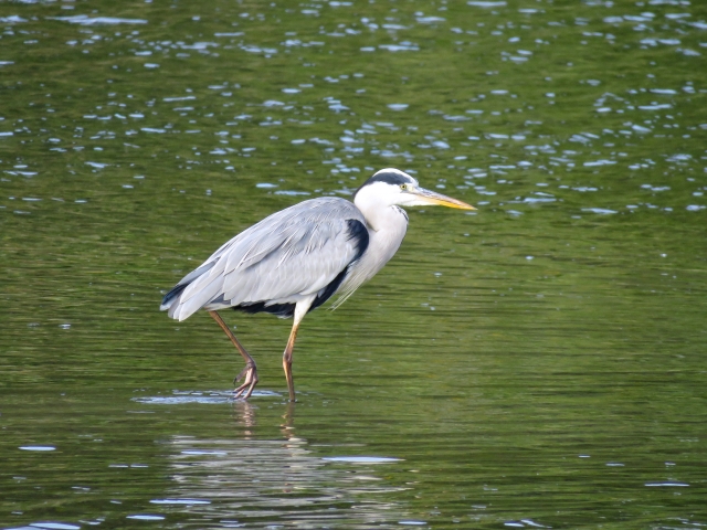 白鳥庭園の画像