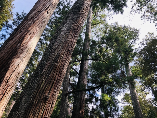 伊勢神宮（内宮）の画像