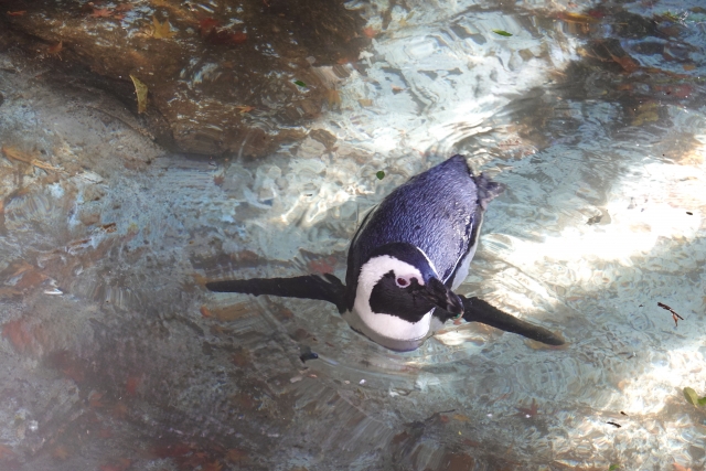 京都水族館の特徴