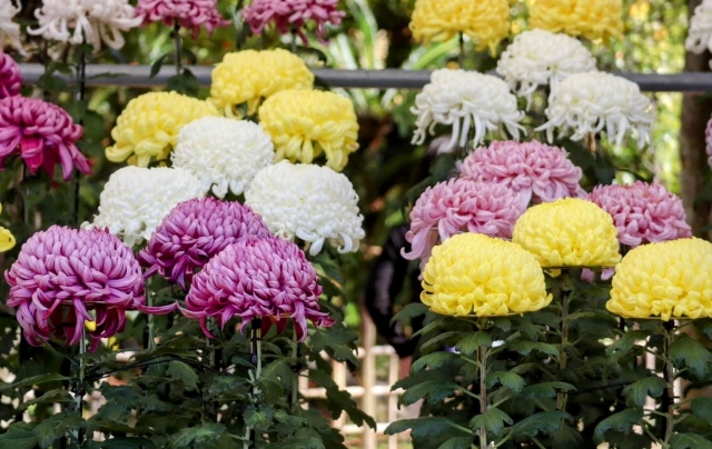 西本願寺の画像