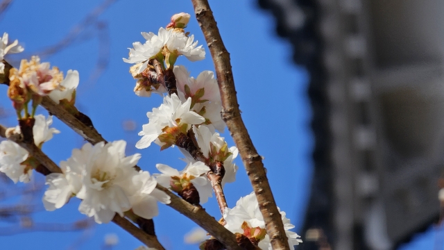 東本願寺の画像