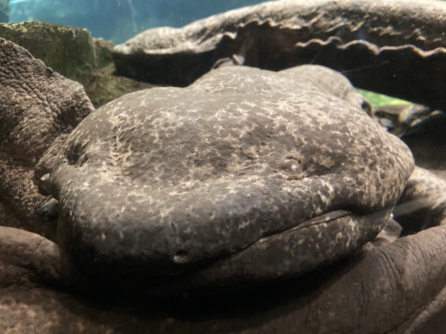 京都水族館の画像