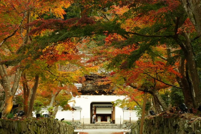 興聖寺の画像