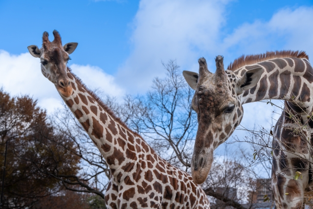 天王寺動物園の画像