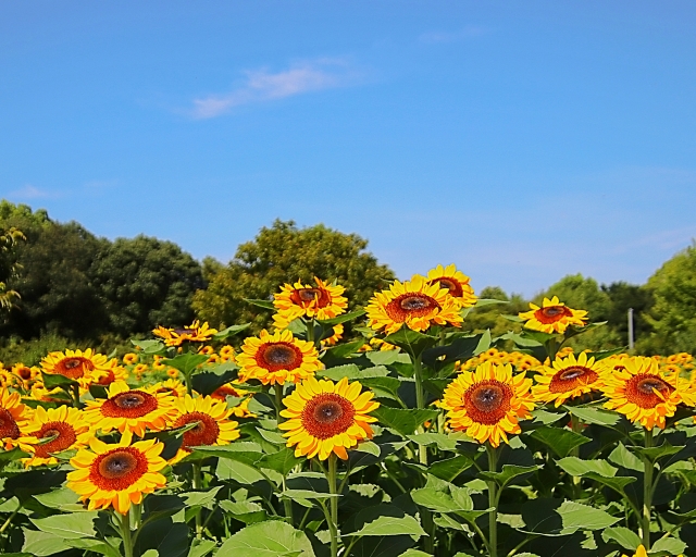 長居植物園の画像