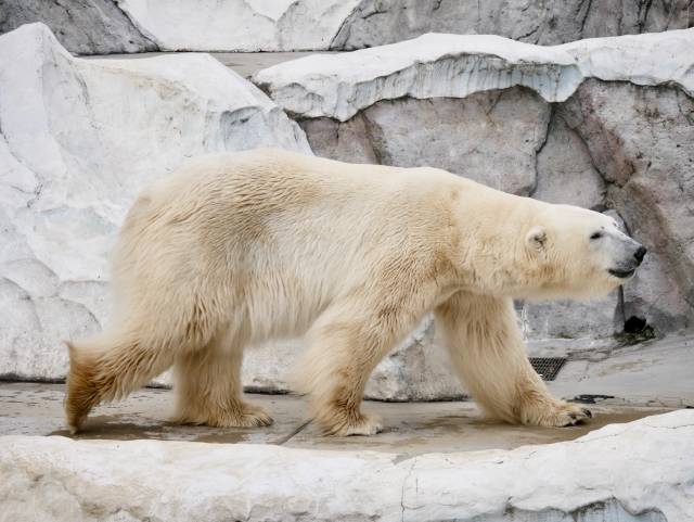 神戸市立王子動物園の画像