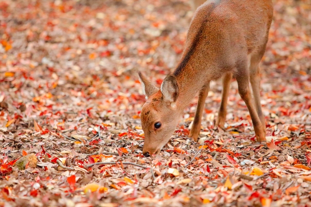 【奈良公園周辺のおすすめ駐車場】混雑状況や観光スポット情報