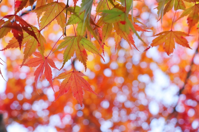 奈良公園の特徴