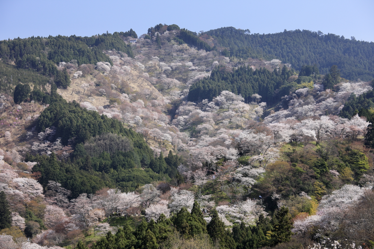 吉野山の特徴