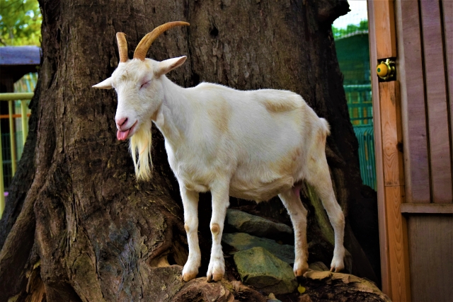 和歌山城公園動物園の画像