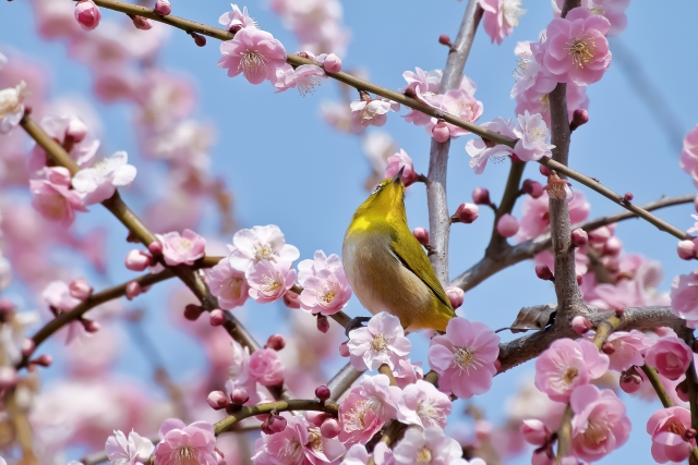 栗林公園の特徴