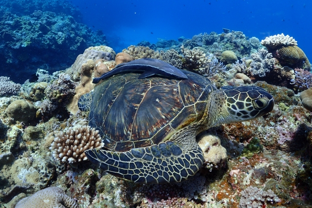 沖縄美ら海水族館の画像