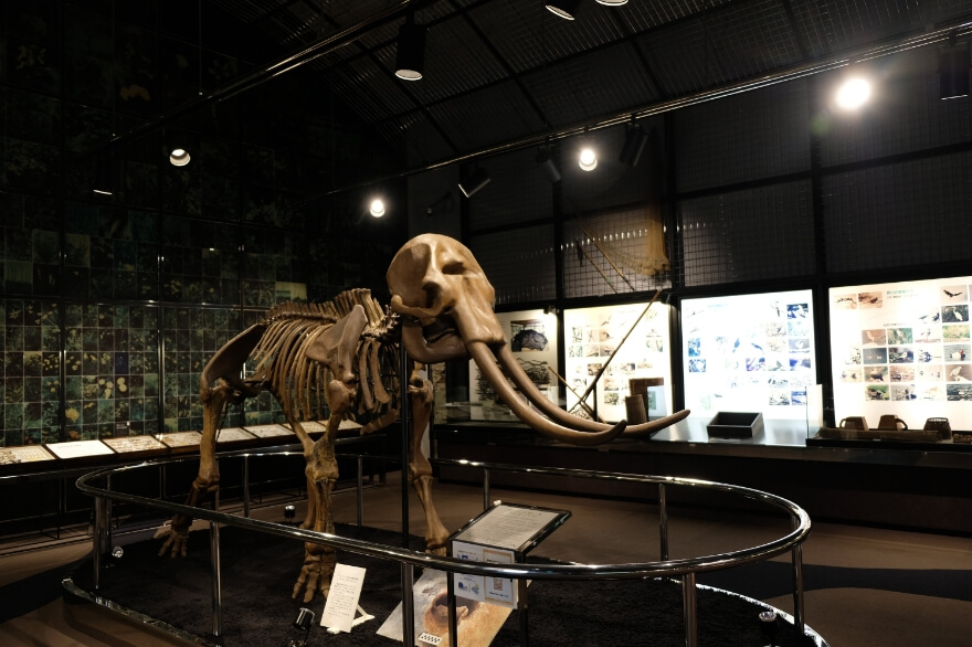 狭山市立博物館の画像